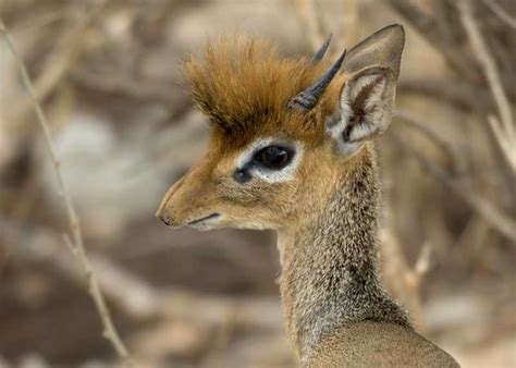 Small antelope .